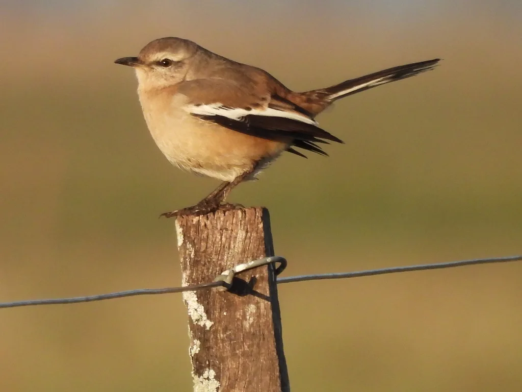 白斑小嘲鸫(Mimus triurus)