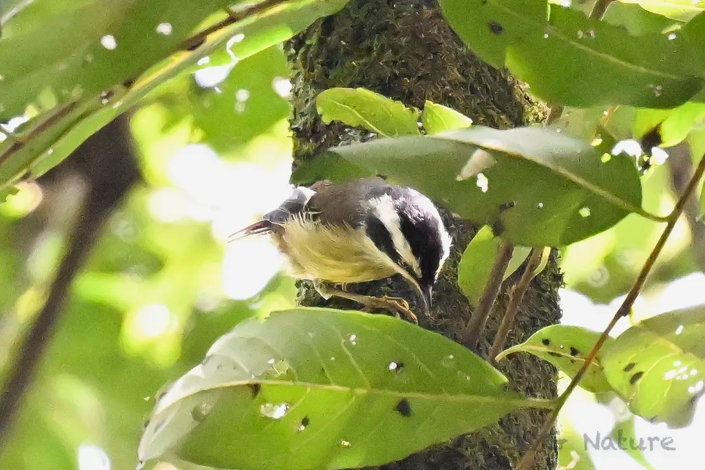 火尾希鹛（Minla ignotincta）