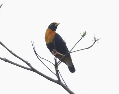 金树八哥