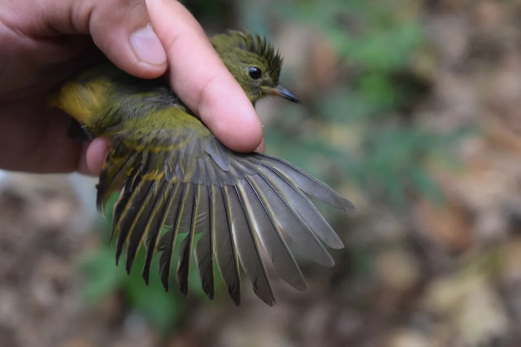 赭腹霸鹟(Mionectes oleagineus)