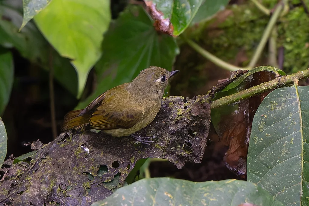 灰橄榄绿纹霸鹟(Mionectes olivaceus)
