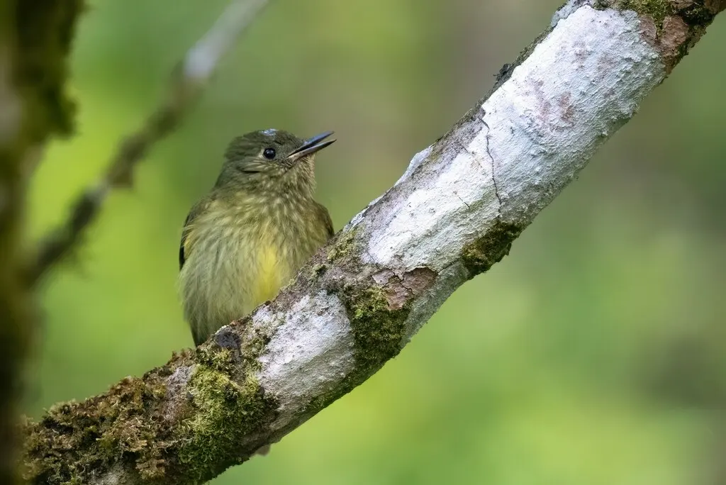 灰橄榄绿纹霸鹟(Mionectes olivaceus)
