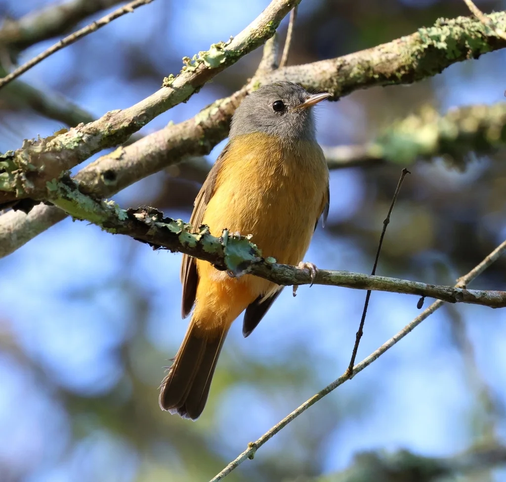 灰冠霸鹟(Mionectes rufiventris)