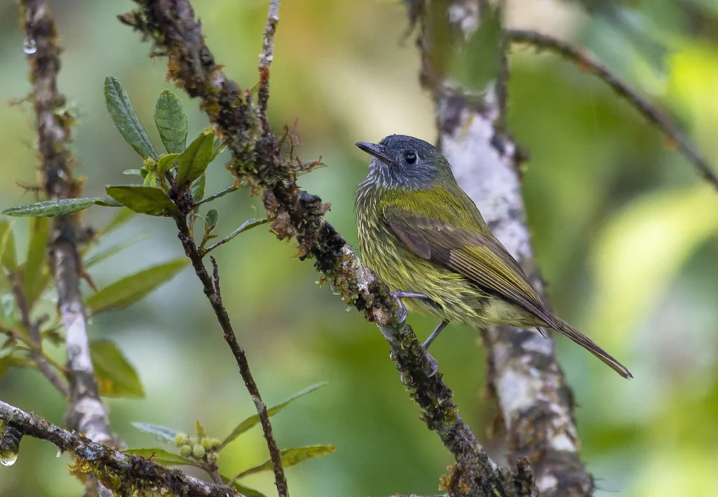 纹颈霸鹟(Mionectes striaticollis)