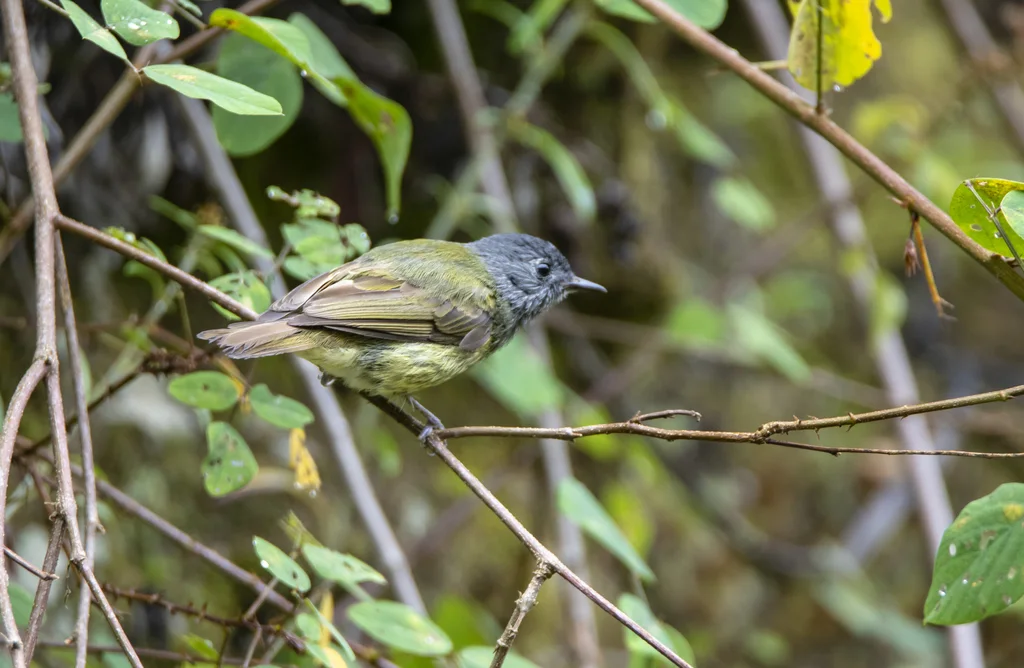 纹颈霸鹟(Mionectes striaticollis)