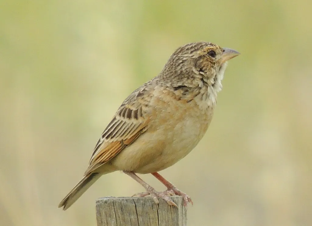 歌百灵（Mirafra javanica）