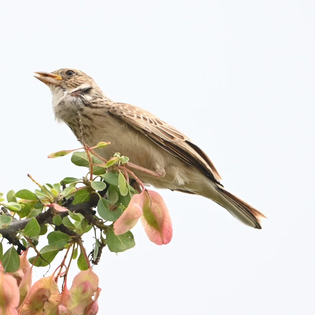 雀歌百灵(Mirafra passerina)