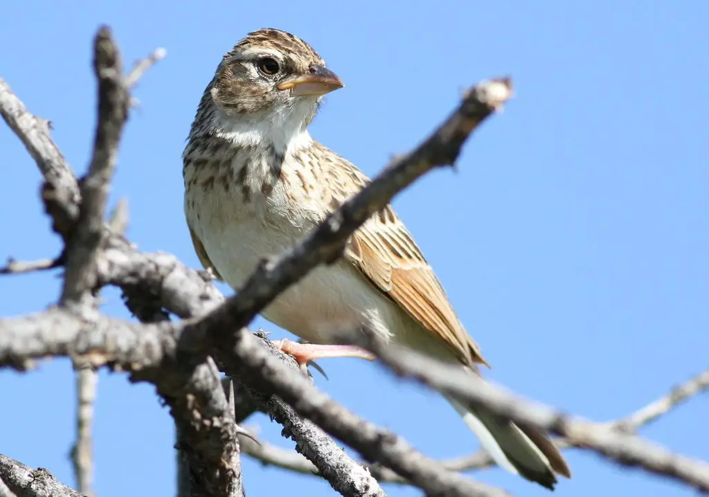雀歌百灵(Mirafra passerina)