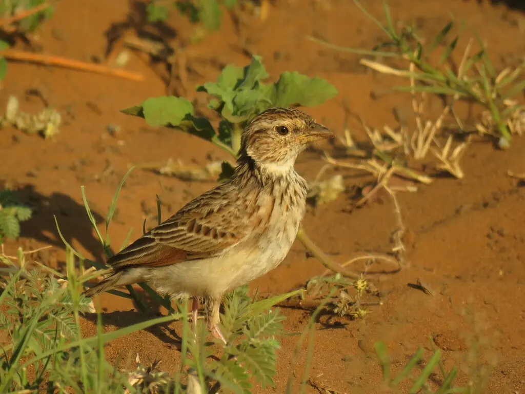 雀歌百灵(Mirafra passerina)