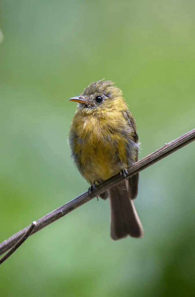 橄榄色霸鹟(Mitrephanes olivaceus)