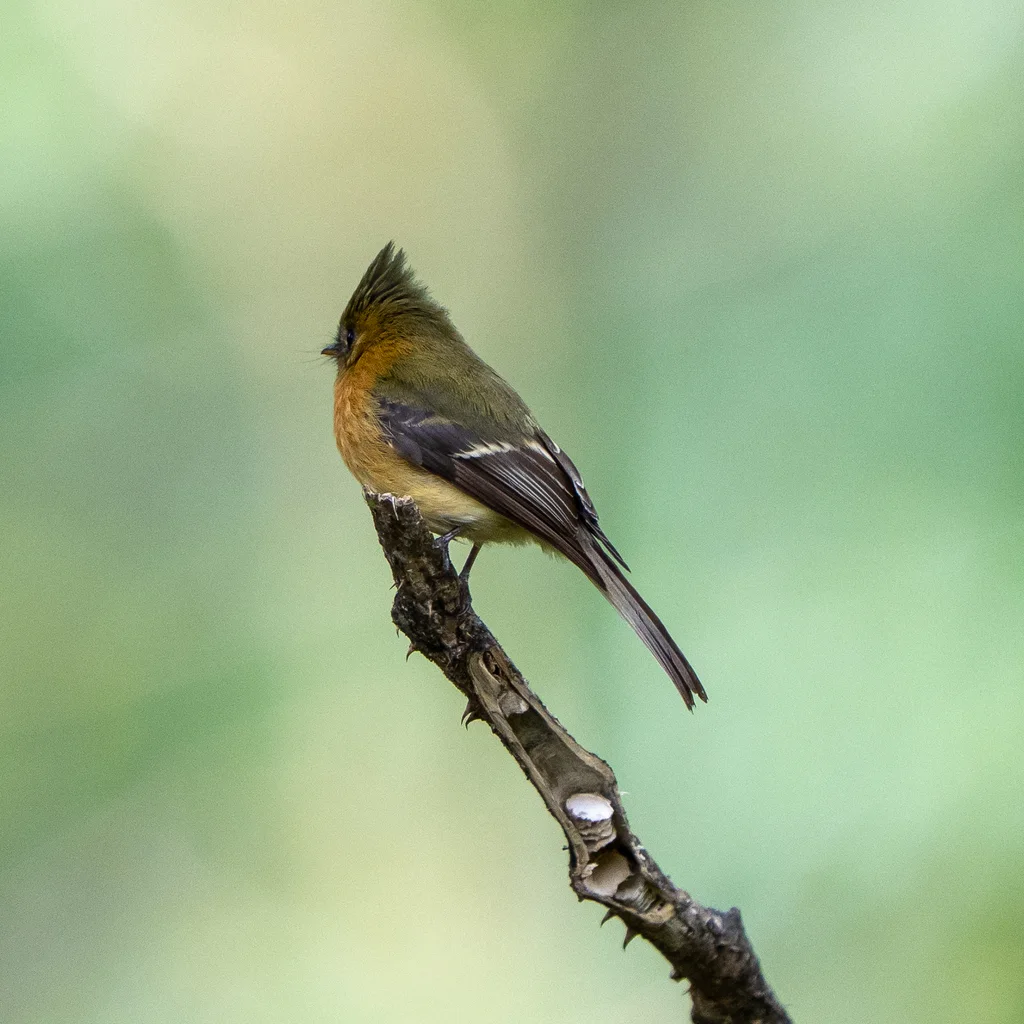 领霸鹟(Mitrephanes phaeocercus)