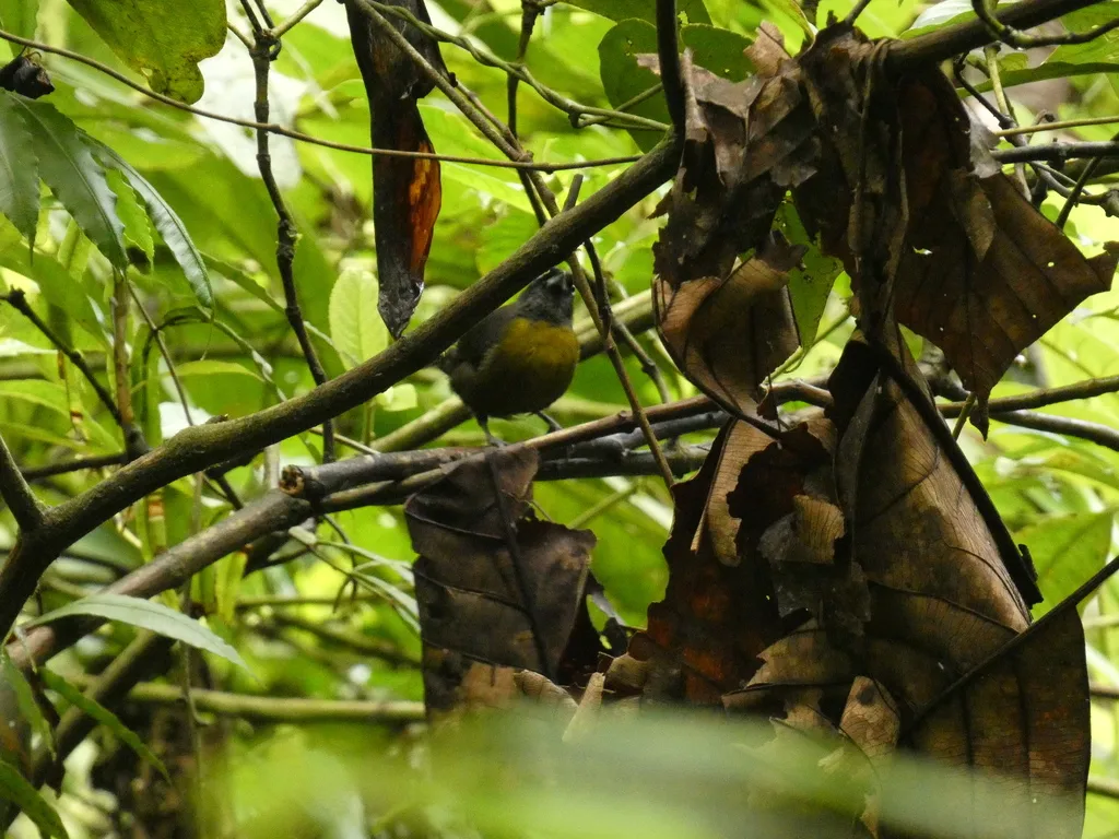 乌脸唐纳雀(Mitrospingus cassinii)