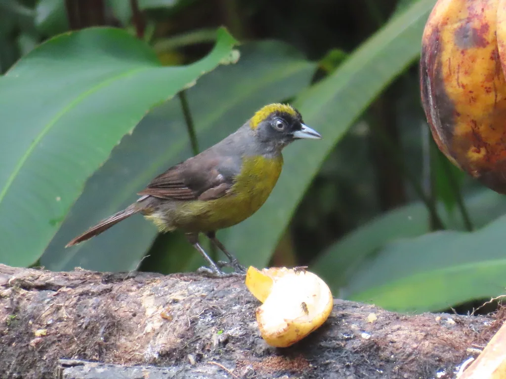 乌脸唐纳雀(Mitrospingus cassinii)