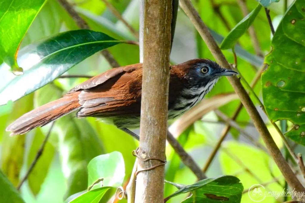 宽纹胸鹛(Mixornis bornensis)