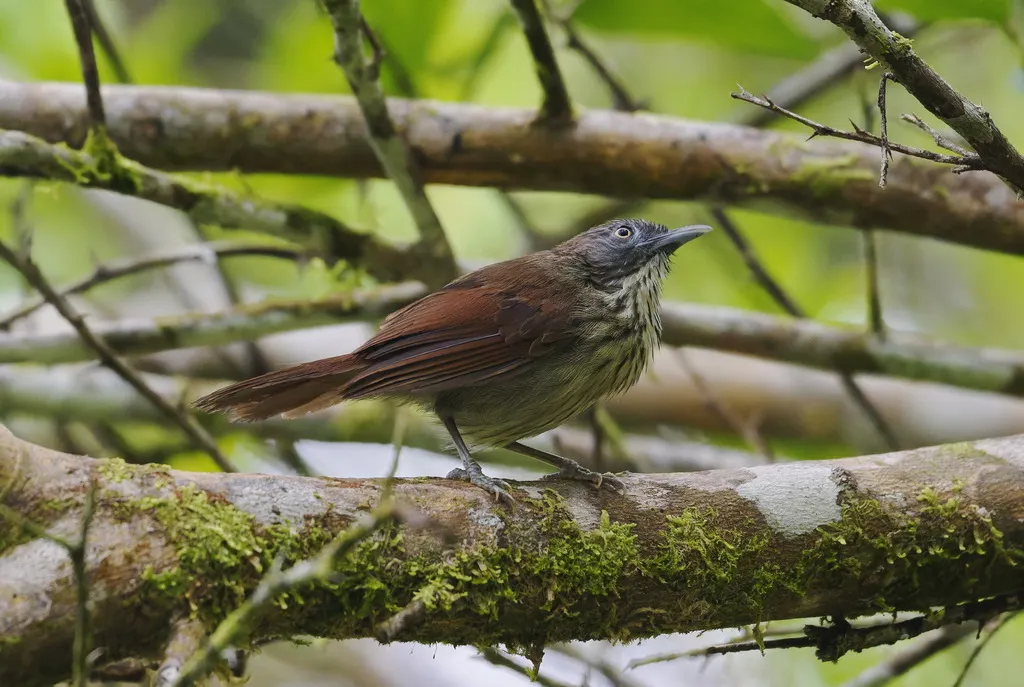 宽纹胸鹛(Mixornis bornensis)