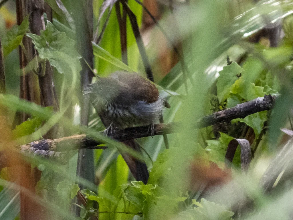 宽纹胸鹛(Mixornis bornensis)
