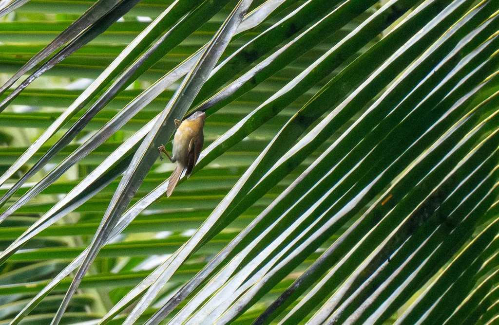 黄领纹胸鹛(Mixornis flavicollis)