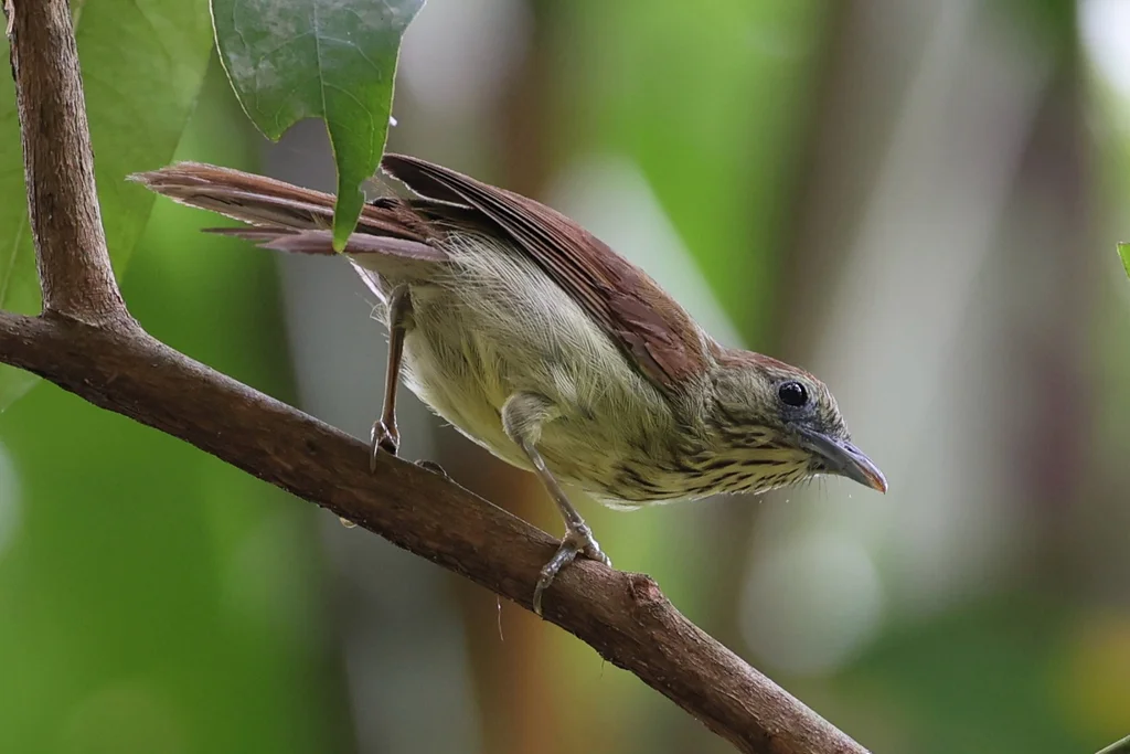 纹胸鹛（Mixornis gularis）