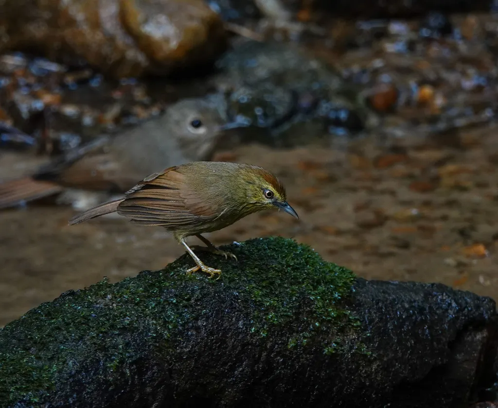纹胸鹛（Mixornis gularis）