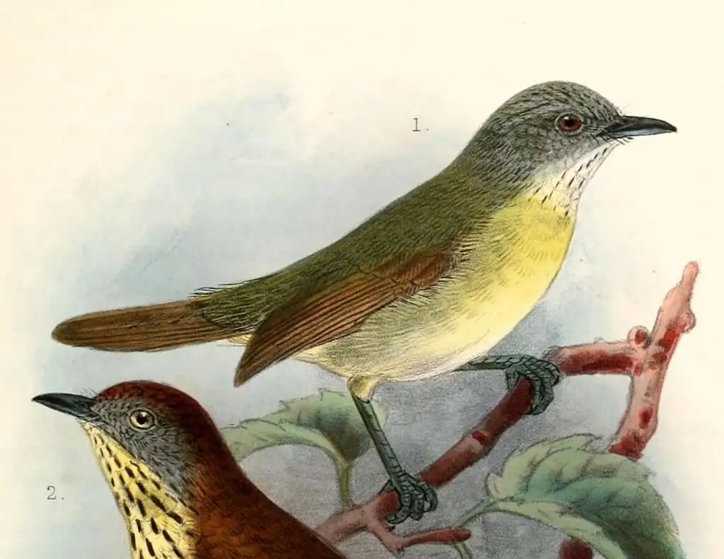康岛纹胸鹛(Mixornis prillwitzi)