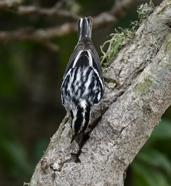 黑白森莺(Mniotilta varia)