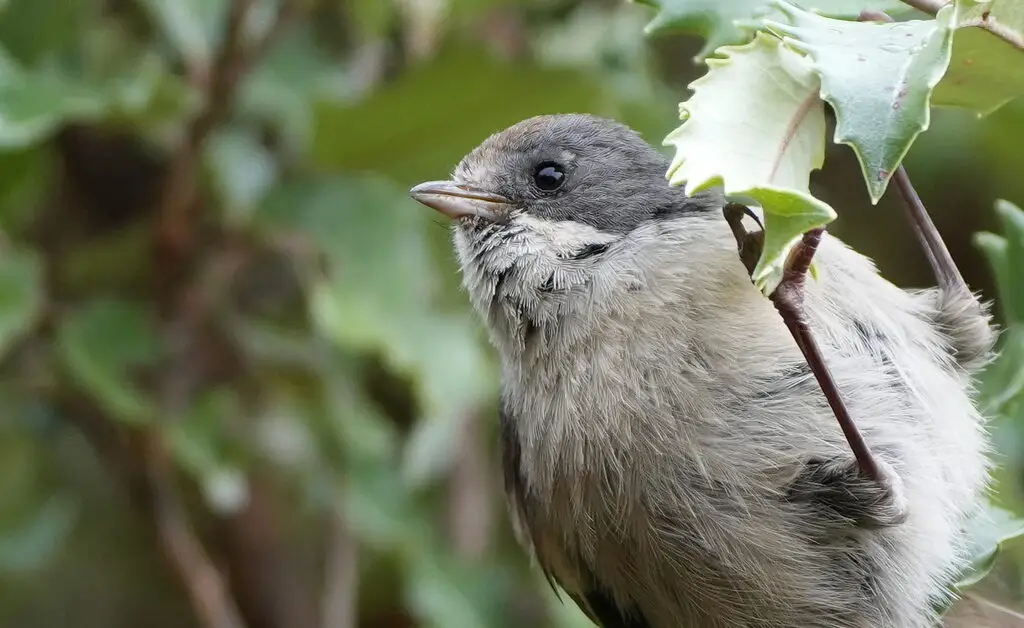 新西兰刺莺（Mohoua novaeseelandiae）
