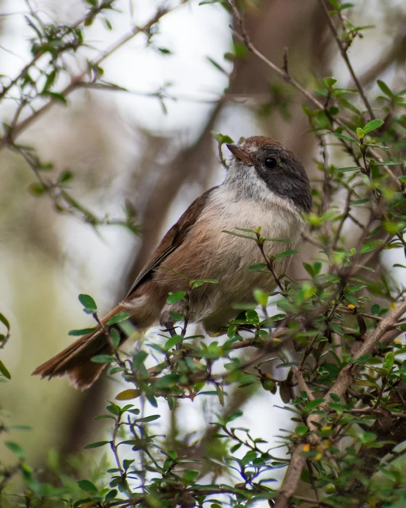 新西兰刺莺（Mohoua novaeseelandiae）