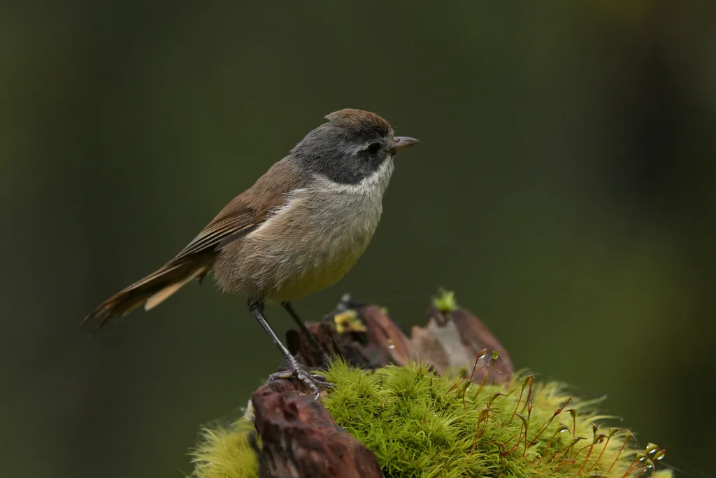 新西兰刺莺（Mohoua novaeseelandiae）