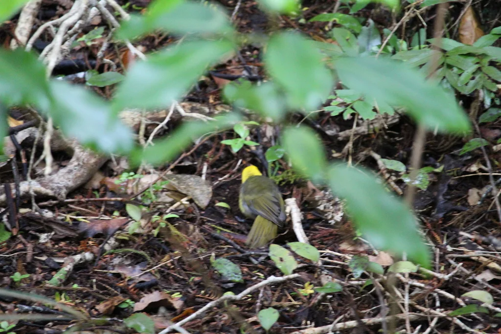 黄头刺莺(Mohoua ochrocephala)