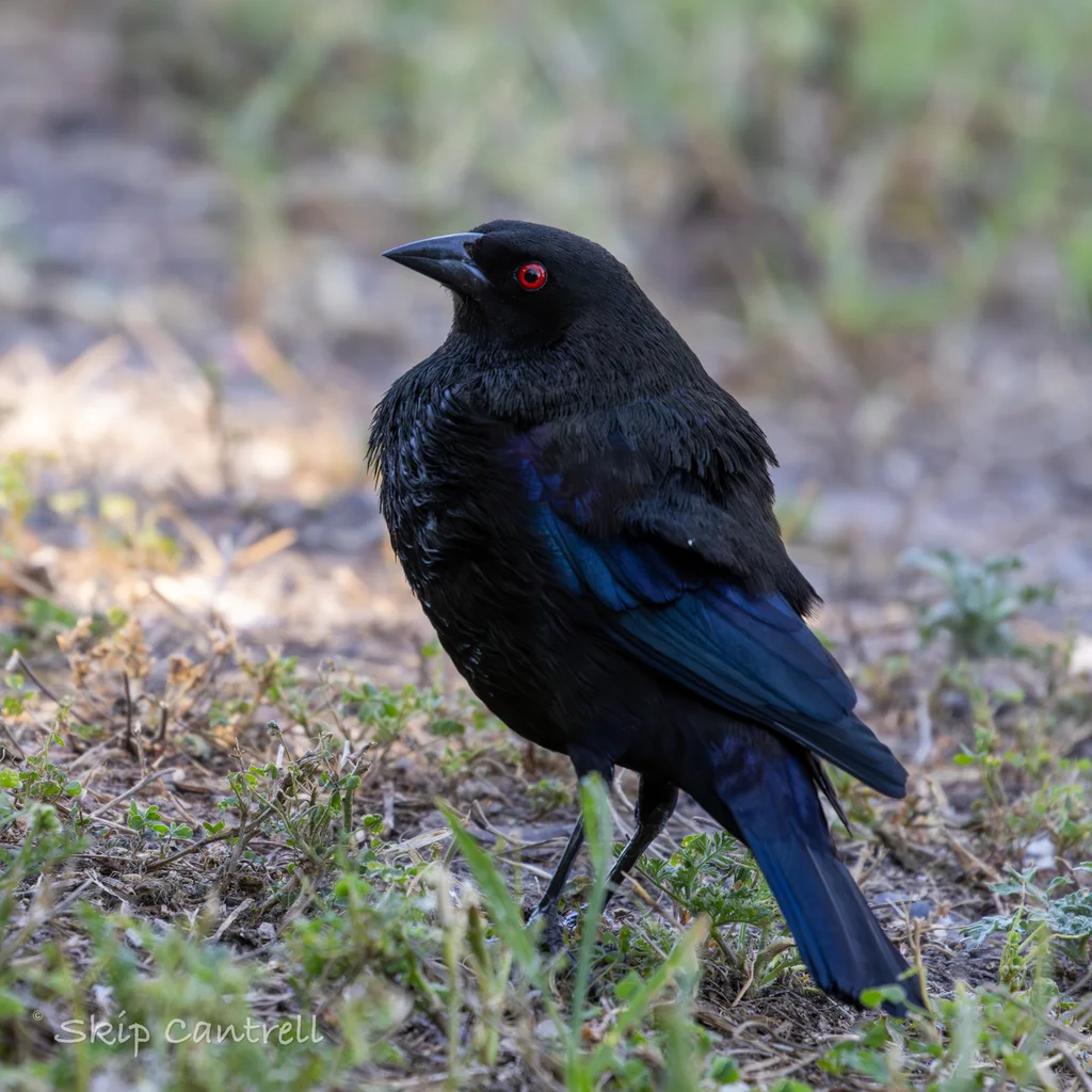 铜色牛鹂(Molothrus aeneus)