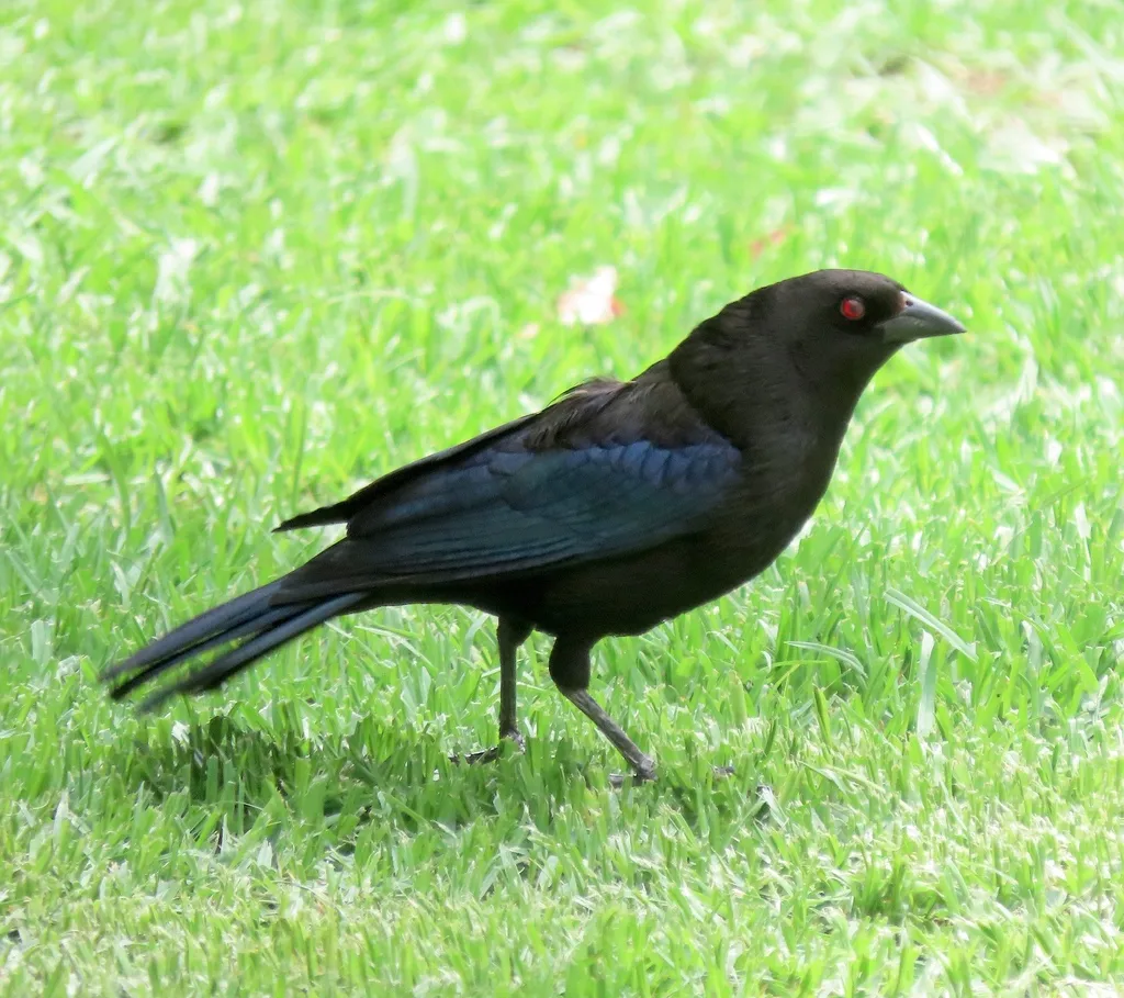 铜色牛鹂(Molothrus aeneus)