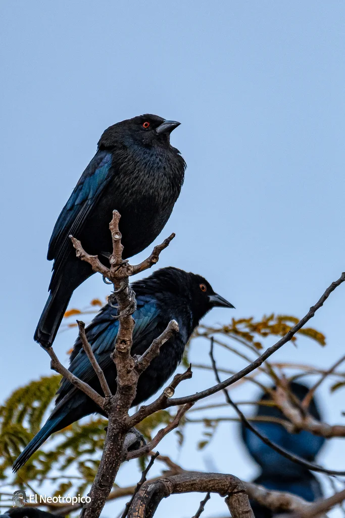 铜色牛鹂(Molothrus aeneus)