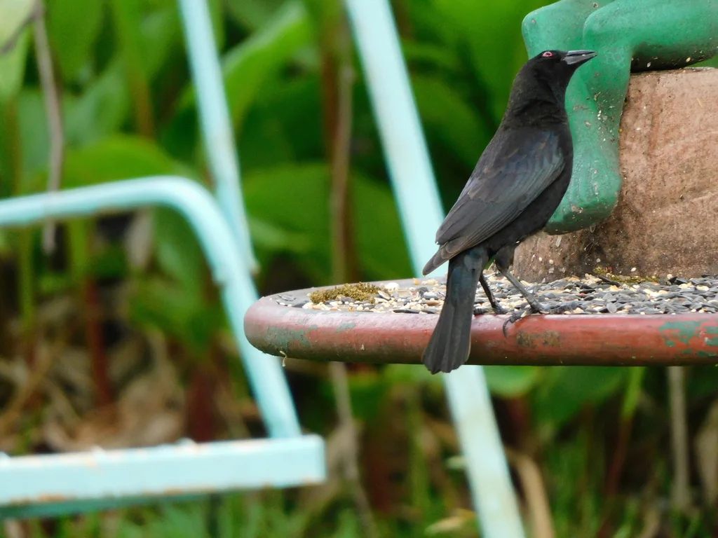 铜色牛鹂(Molothrus aeneus)