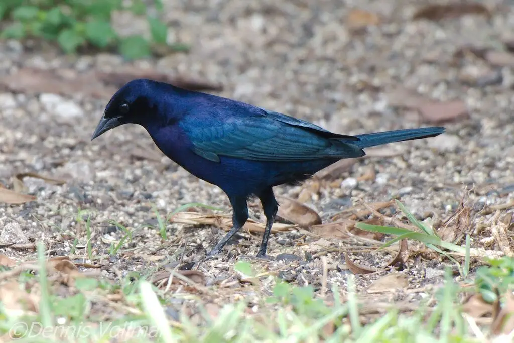 紫辉牛鹂（Molothrus bonariensis）