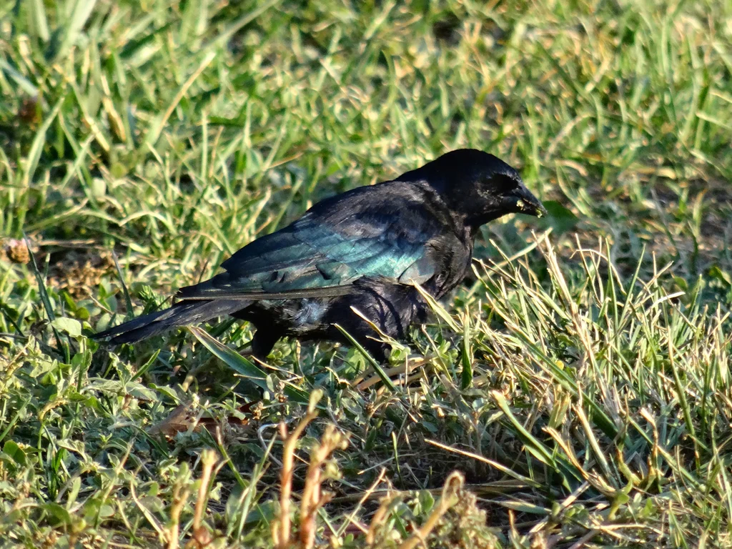紫辉牛鹂（Molothrus bonariensis）