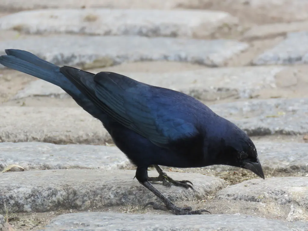 紫辉牛鹂（Molothrus bonariensis）