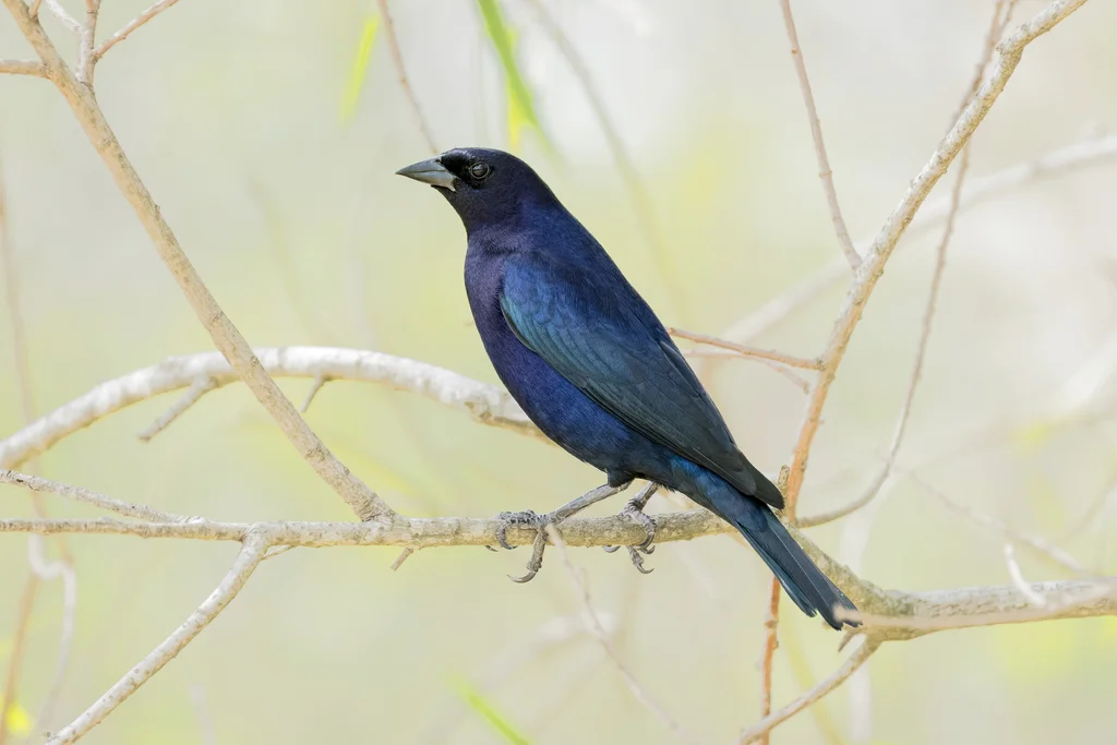 紫辉牛鹂（Molothrus bonariensis）