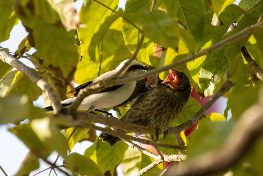 紫辉牛鹂（Molothrus bonariensis）