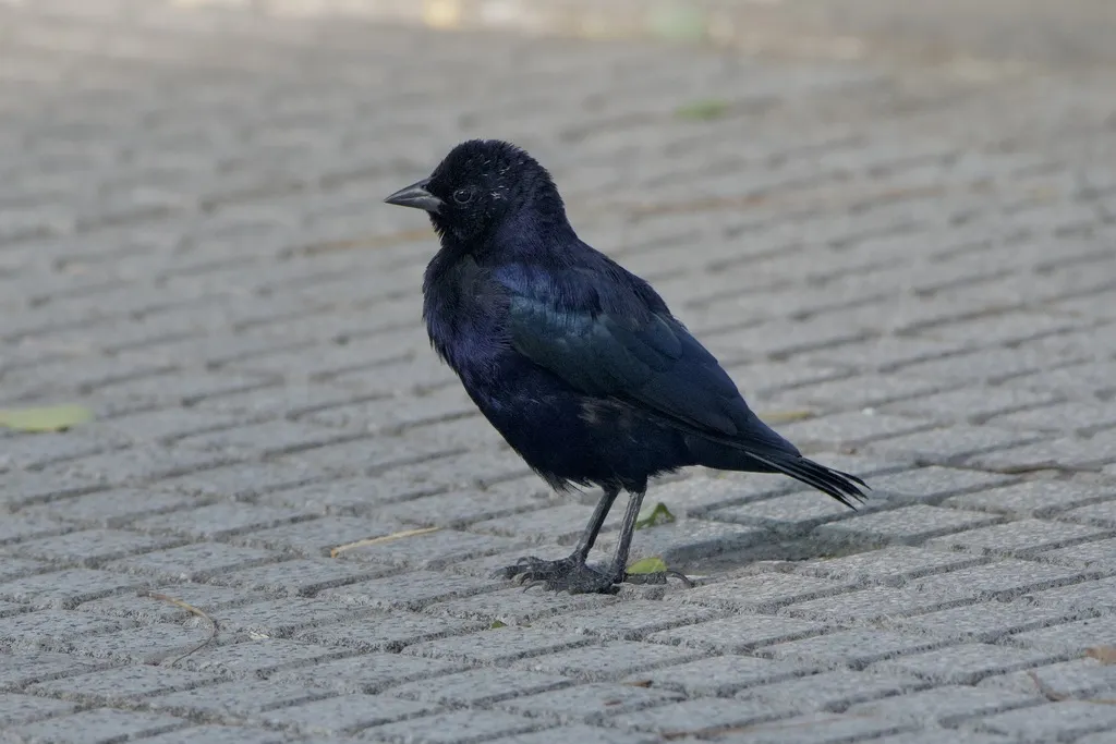 紫辉牛鹂（Molothrus bonariensis）