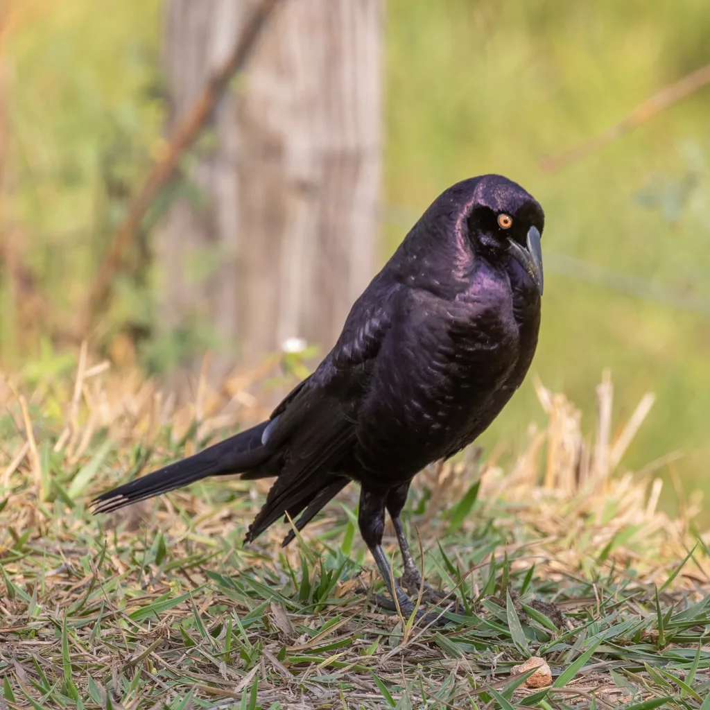 巨牛鹂(Molothrus oryzivorus)
