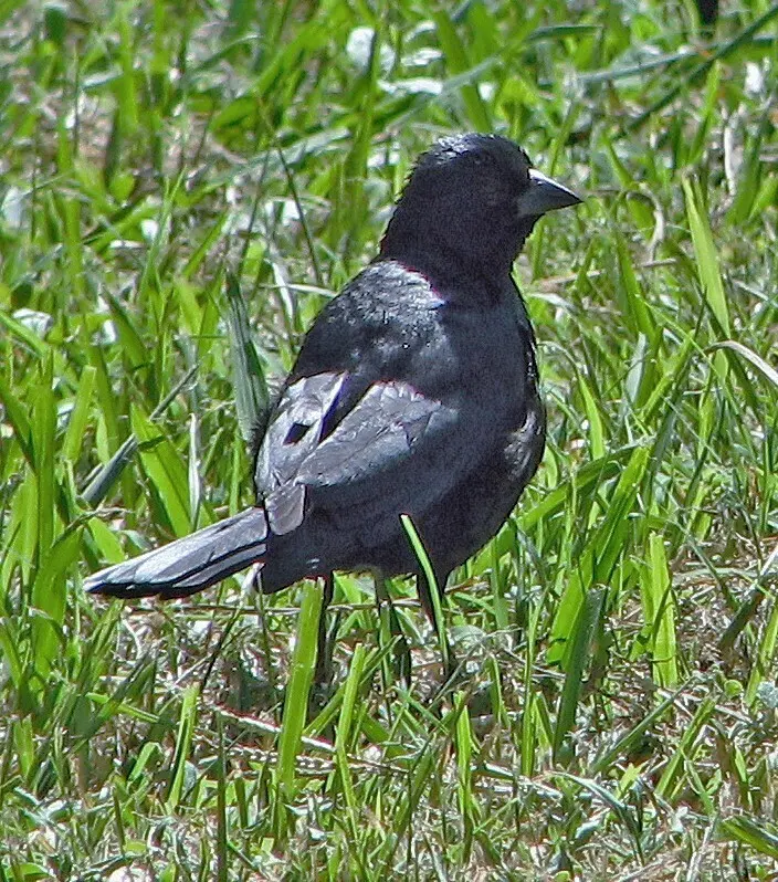 啸声牛鹂（Molothrus rufoaxillaris）