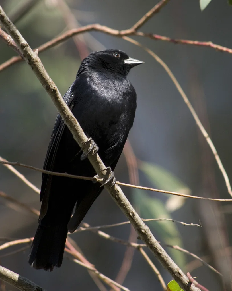 啸声牛鹂（Molothrus rufoaxillaris）