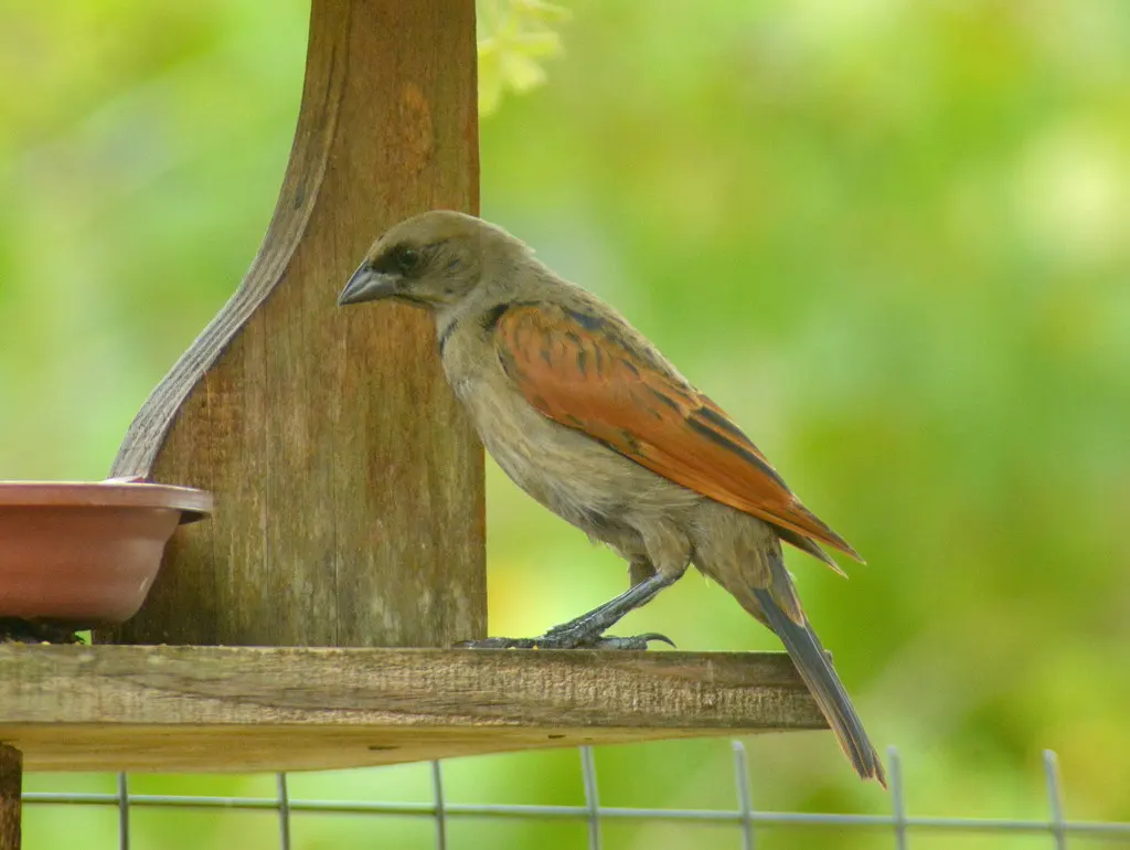 啸声牛鹂（Molothrus rufoaxillaris）