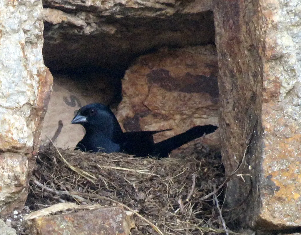 啸声牛鹂（Molothrus rufoaxillaris）
