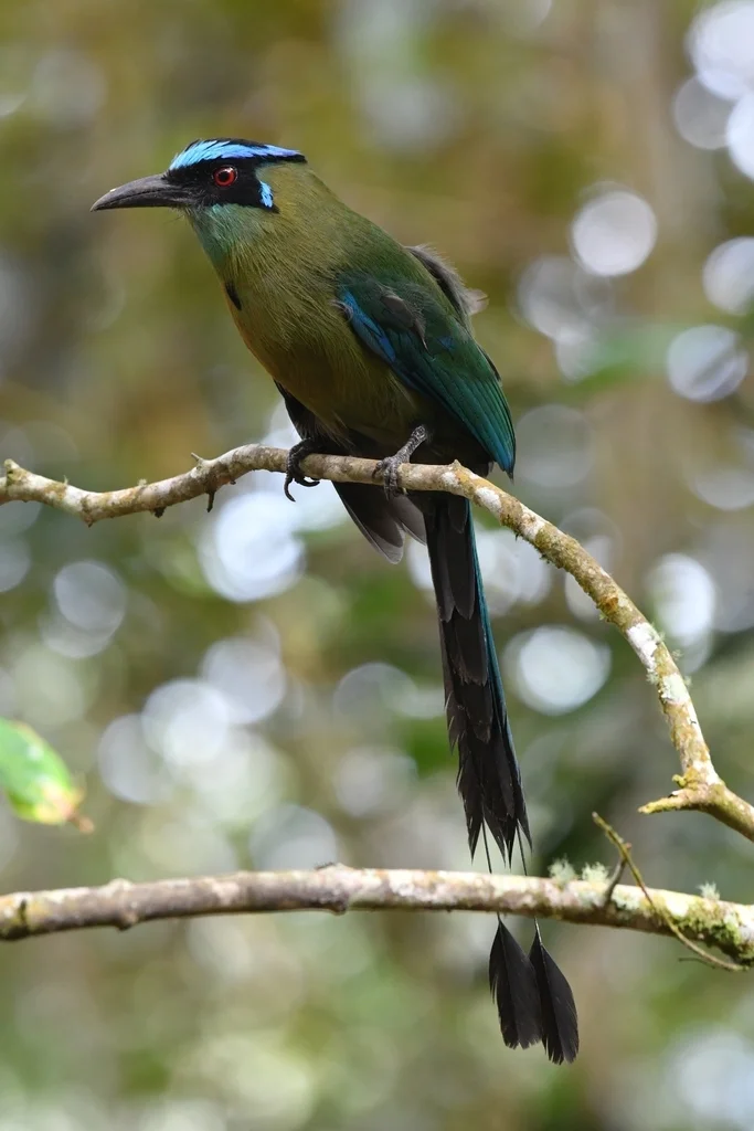 高原翠鴗(Momotus aequatorialis)