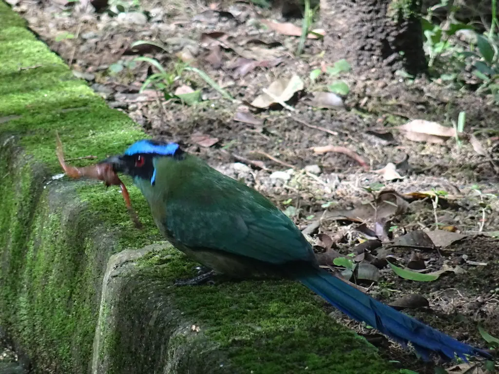 高原翠鴗(Momotus aequatorialis)