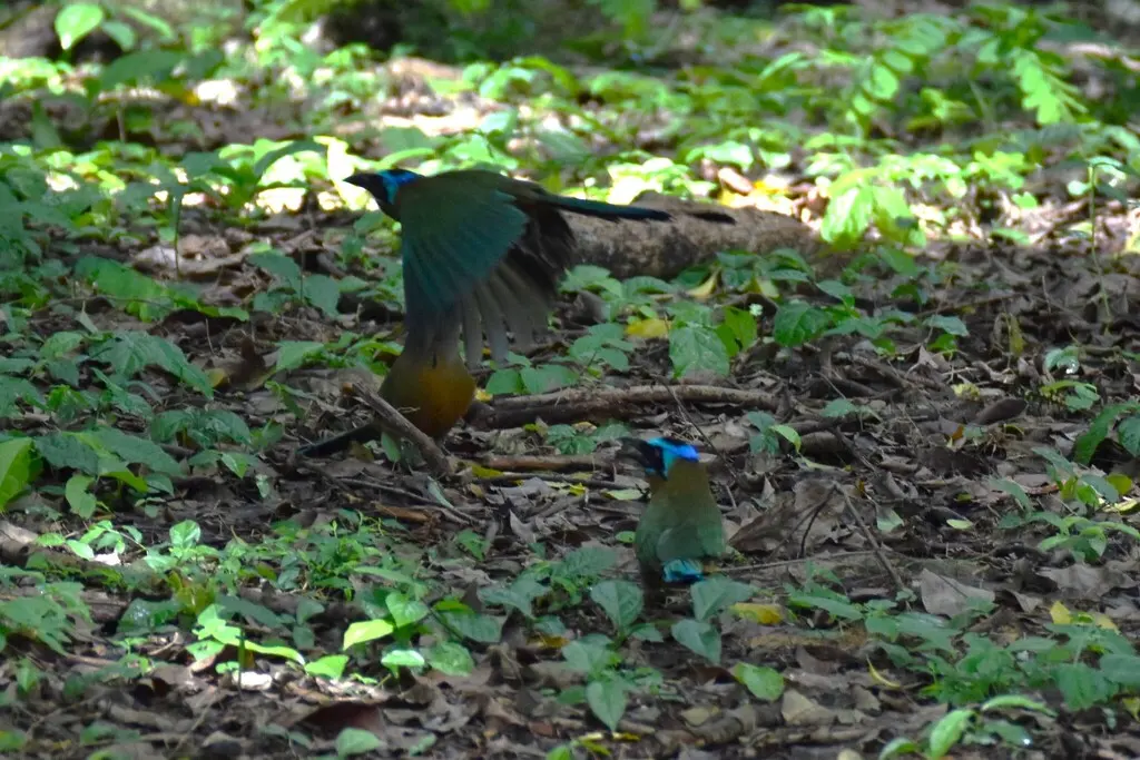 特岛翠鴗（Momotus bahamensis）