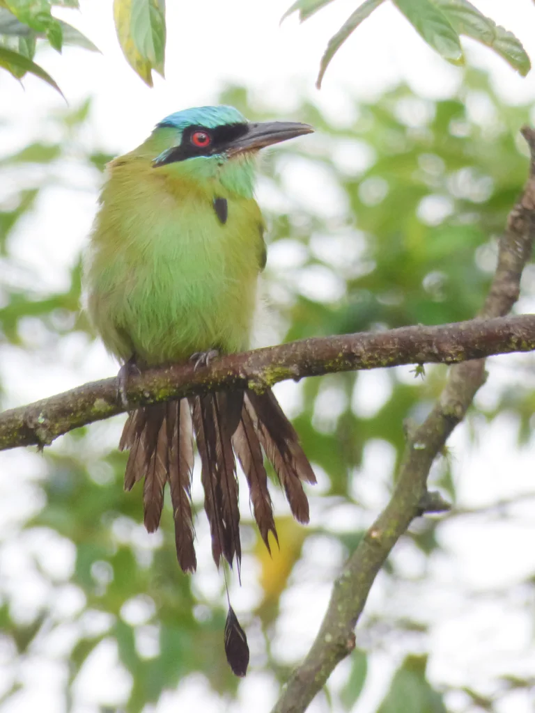 蓝顶翠鴗(Momotus coeruliceps)