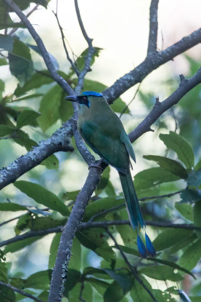 蓝顶翠鴗(Momotus coeruliceps)