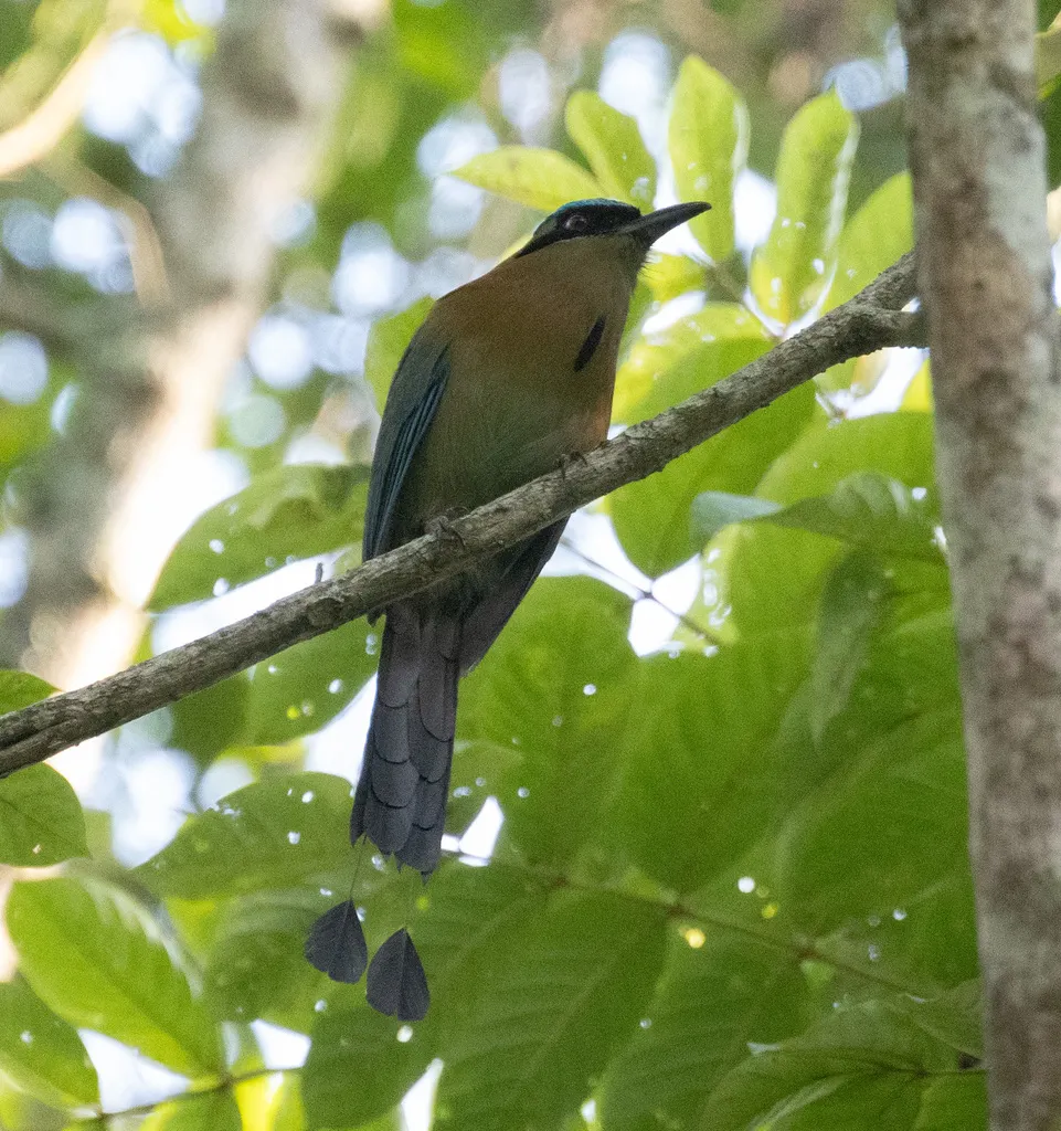蓝顶翠鴗(Momotus coeruliceps)